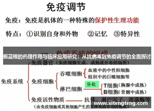 板蓝根的药理作用与临床应用研究：从抗病毒到免疫调节的全面探讨